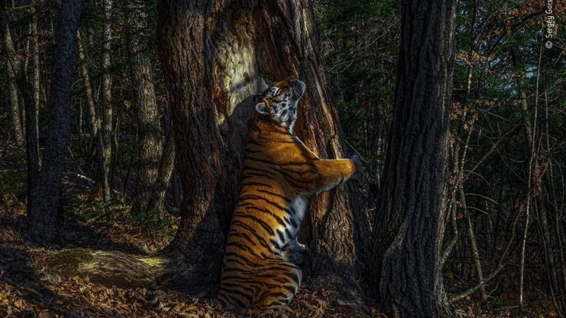 Una tigresa abrazando un árbol es la ganadora del premio fotografía 2020