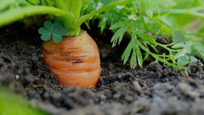 Cómo cultivar zanahorias en maceta