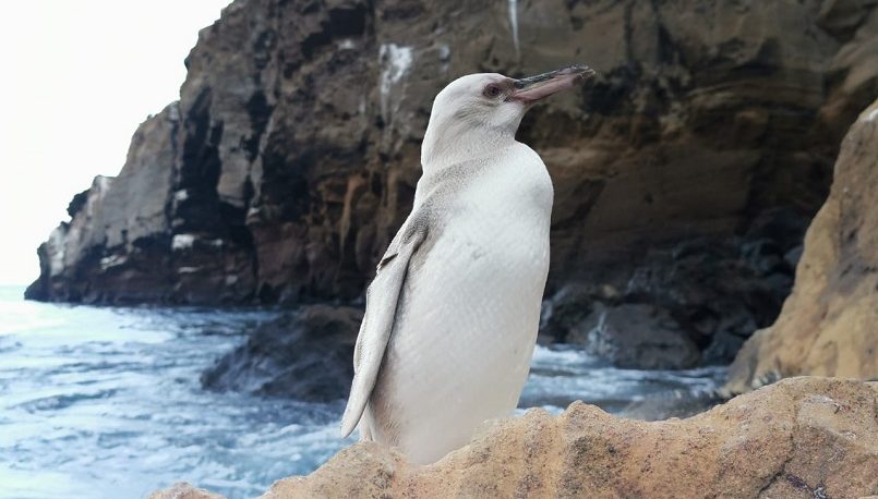 Hallaron un extraño pingüino blanco en las islas Galápagos