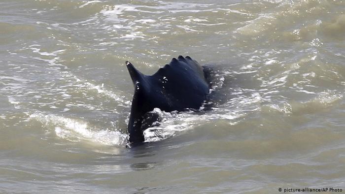 Nueva Zelanda registra otra masiva muerte de ballenas
