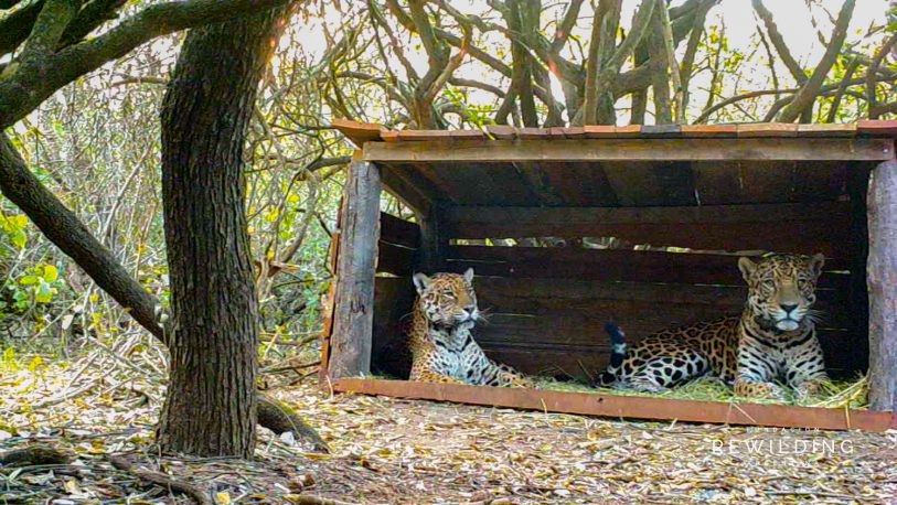 El romance de dos jaguares que podría repoblar el bosque chaqueño