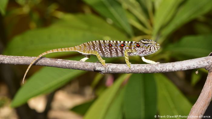Hallan en Madagascar un camaleón “desaparecido” hace 100 años