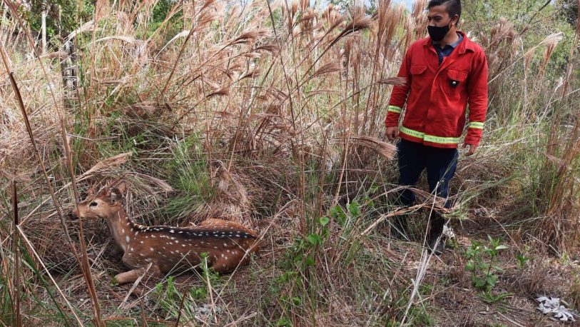 Garupá: encontró un ciervo en su patio