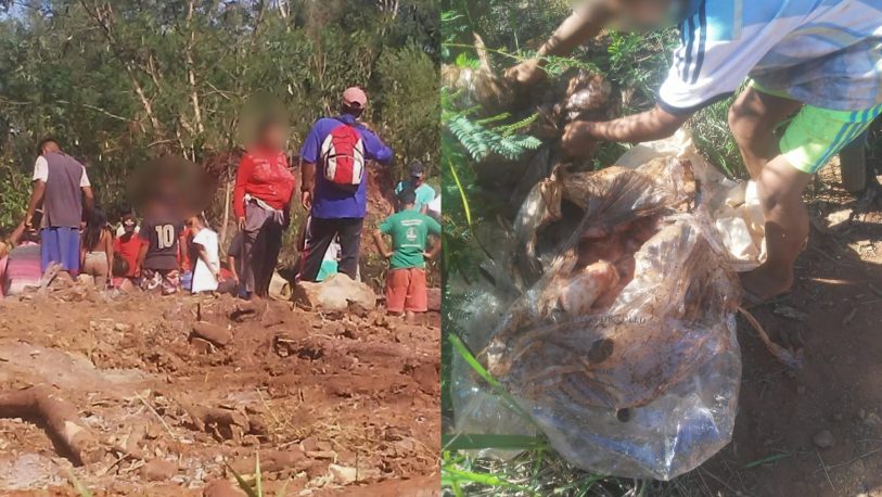Pollos enterrados en Iguazú: Funcionaria municipal fue destituida