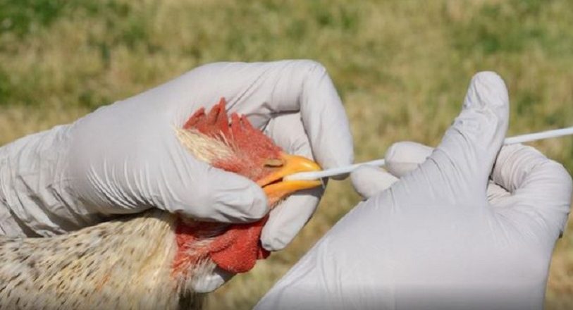 Dos países europeos registran casos de gripe aviar