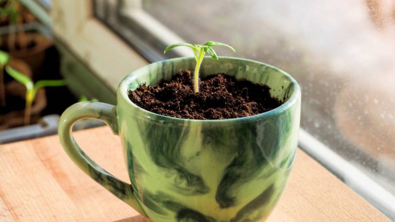 Plantar limones en una taza, el método ideal para aromatizar un ambiente