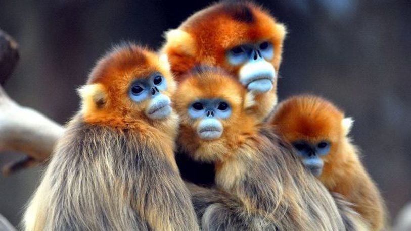 Avistan monos dorados de nariz chata en noroeste de China