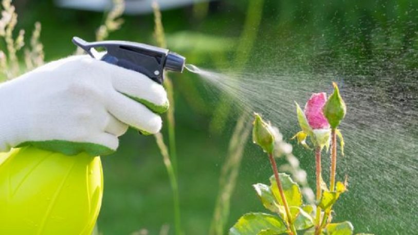 Cómo eliminar las plagas de las plantas con remedios caseros y naturales