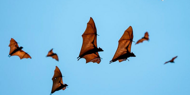 Alerta mundial por la infección de lyssavirus en murciélagos