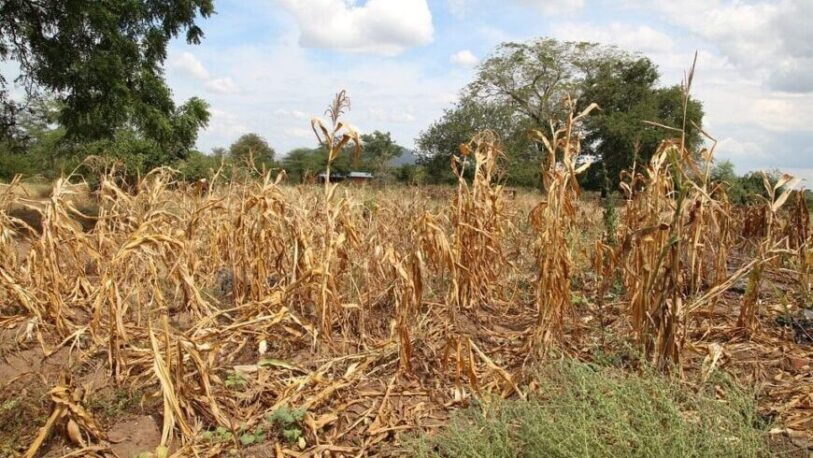 Alerta por sequía: “sembramos mucho y vamos a cosechar muy poco”, dijo productor