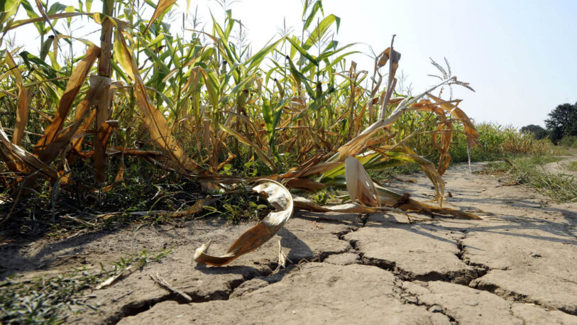 Sequía: advierten una baja importante en la producción