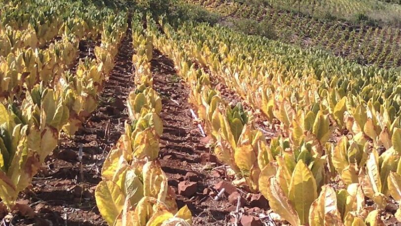 Hay más de 400 productores y $250 millones afectados por sequías en la zona tabacalera