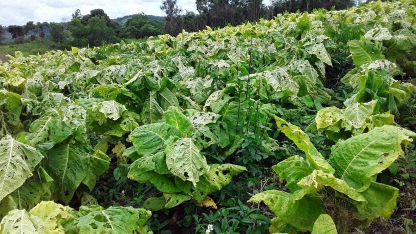 El granizo caído en San Vicente dejó pérdidas en la producción de tabaco