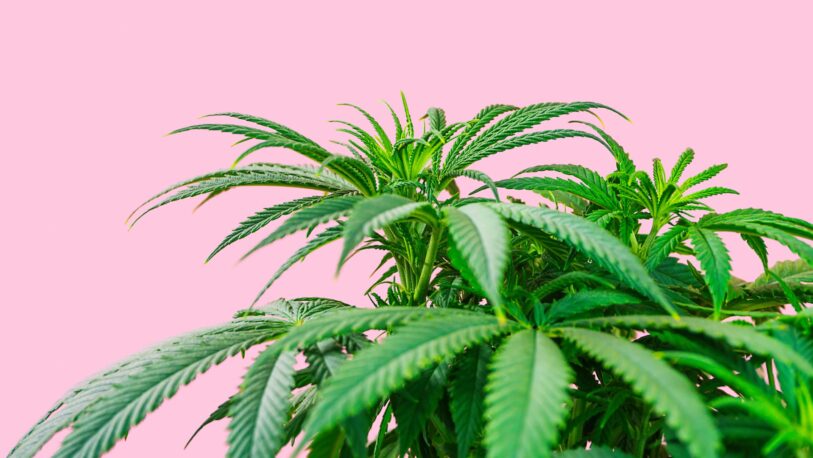 Autorizaron el cultivo de cannabis medicinal en Misiones