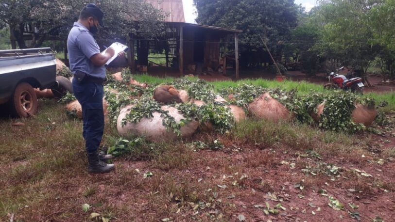 Secuestraron 6000 kilos de yerba en Puerto Leoni y Eldorado