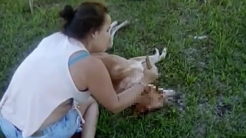 Maltrato animal: imputan a menor que torturó un perro