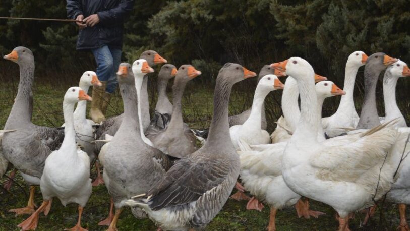 Sacrificaron a más de 200 mil patos por un nuevo brote de gripe aviar