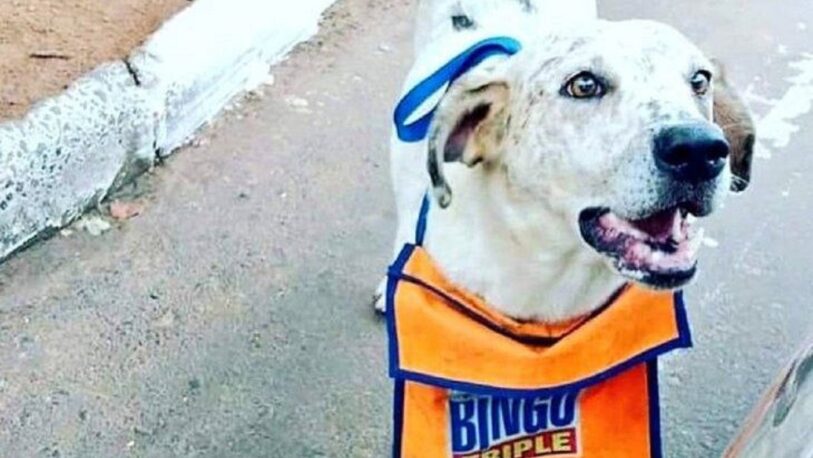 Viral: un perro ayuda a su dueño a vender lotería