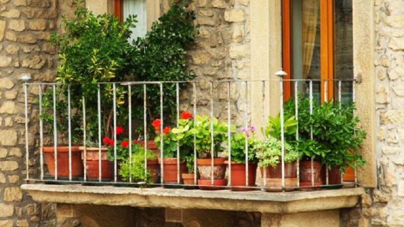 Cuáles son las mejores plantas para balcones soleados