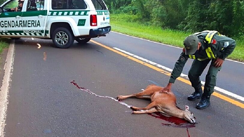 Atropellan y matan a una corzuela en el parque Iguazú