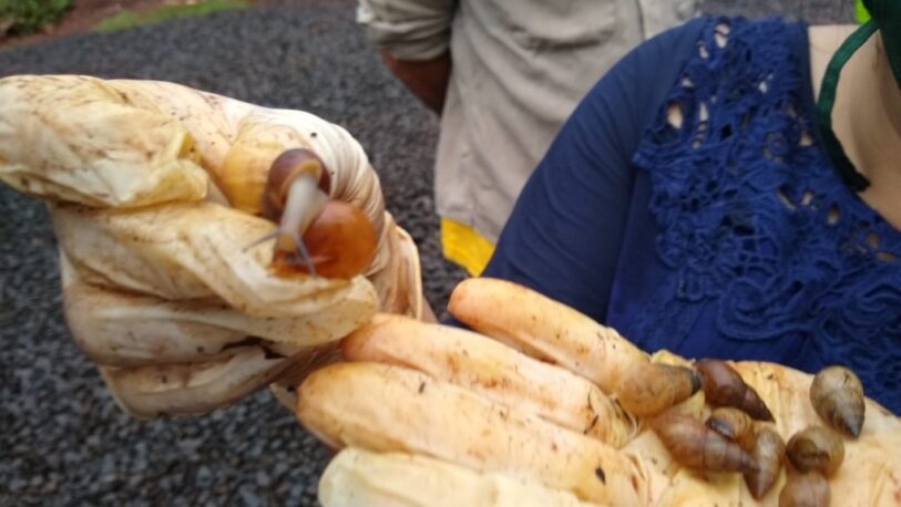 Alerta por la presencia del caracol gigante africano en Posadas