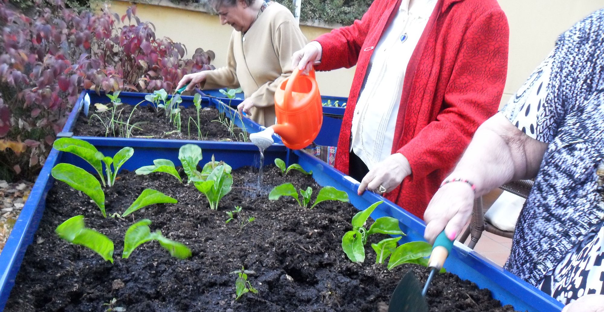 Los Beneficios Terapéuticos De La Horticultura En Adultos Mayores 