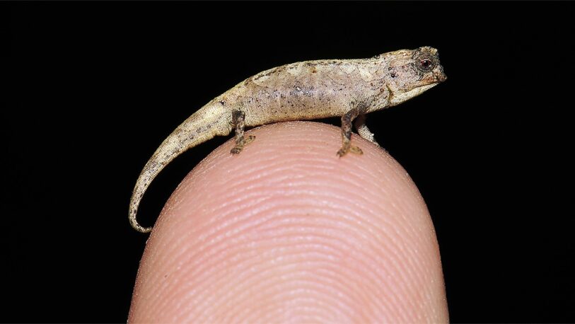 Así es el reptil más pequeño del mundo