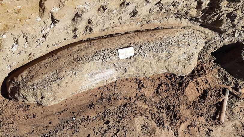 Bajante en el río Salado permitió hallar restos fósiles de más de 10 mil años