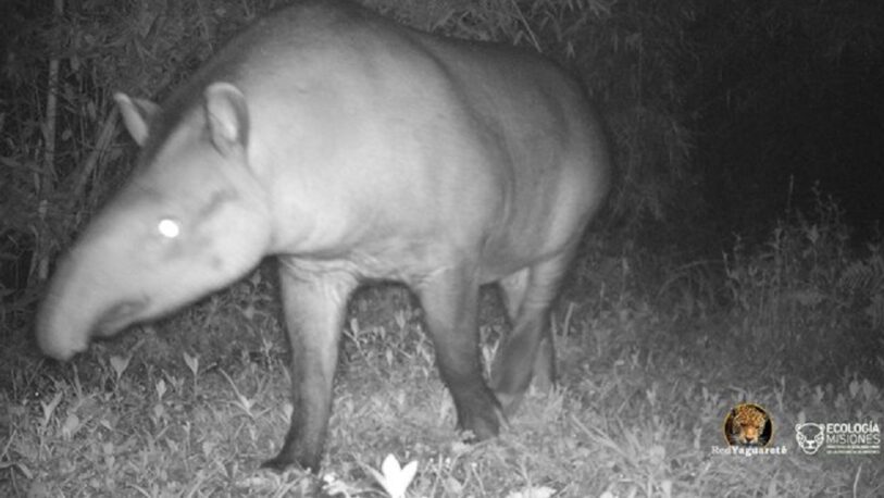 Registran a un tapir en el parque provincial Esmeralda