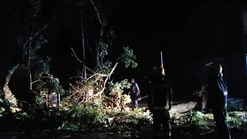 Jardín América: un fuerte temporal dejó varios árboles caídos