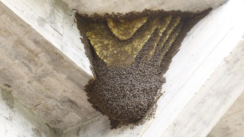 Se suspendió un partido por una invasión de abejas