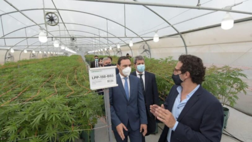 Corrientes se prepara para producir cannabis medicinal