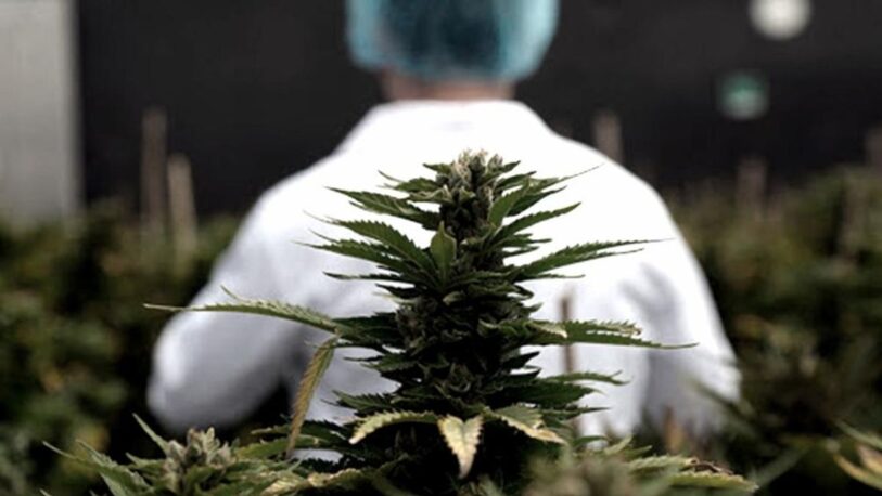 Mendoza es la primera provincia en reglamentar el cultivo de Cannabis