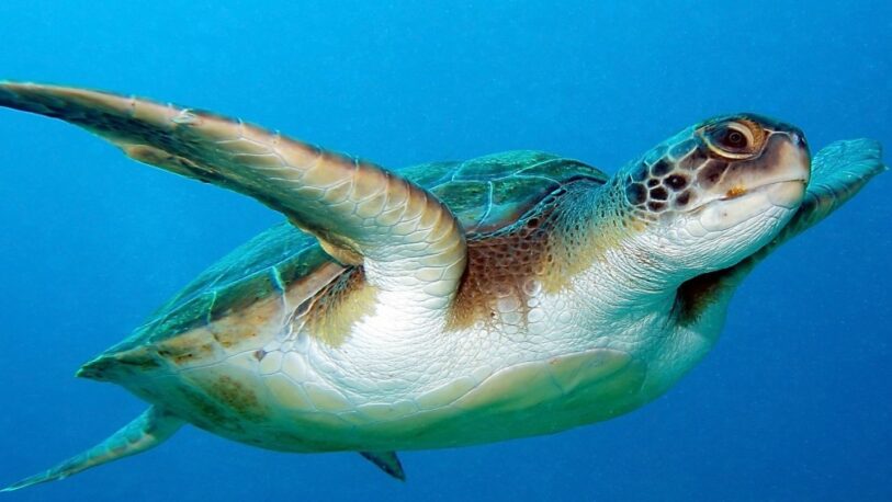 Al menos 19 personas, entre ellas 9 niños, murieron por comer carne de tortuga marina