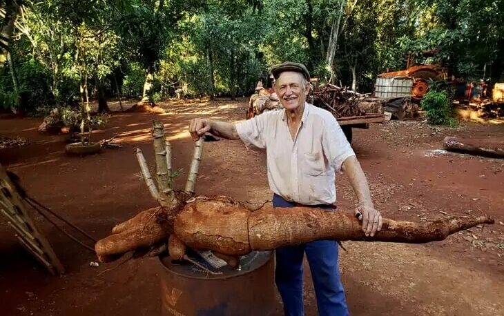 Productor de Andresito cosechó una mandioca gigante