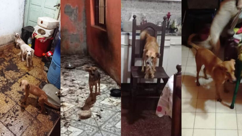 Rescatan a 19 perros que estaban hacinados en una casa