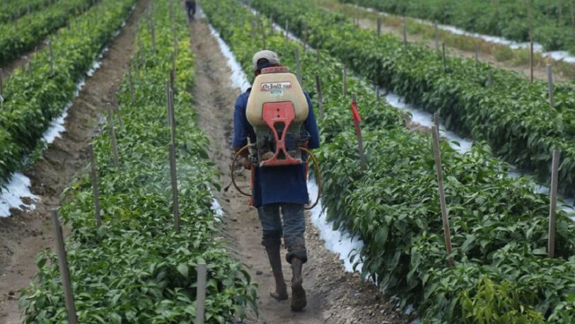 Monsanto desafía en los tribunales la prohibición del glifosato en México