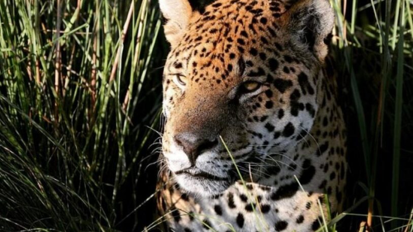 Murió Nahuel, primer yaguareté reintroducido en el Iberá