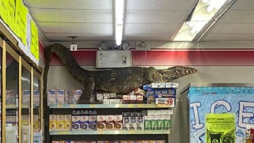 Temor en un supermercado de Tailandia por la aparición de un lagarto gigante