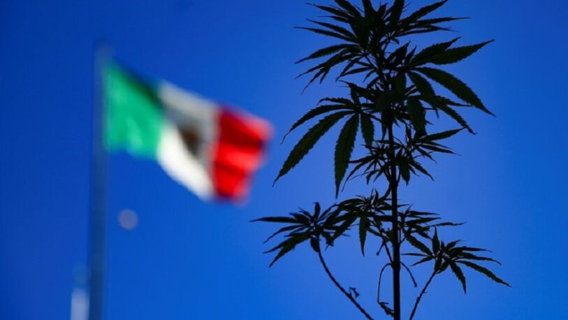 México despenaliza el consumo lúdico de marihuana, pero no su venta