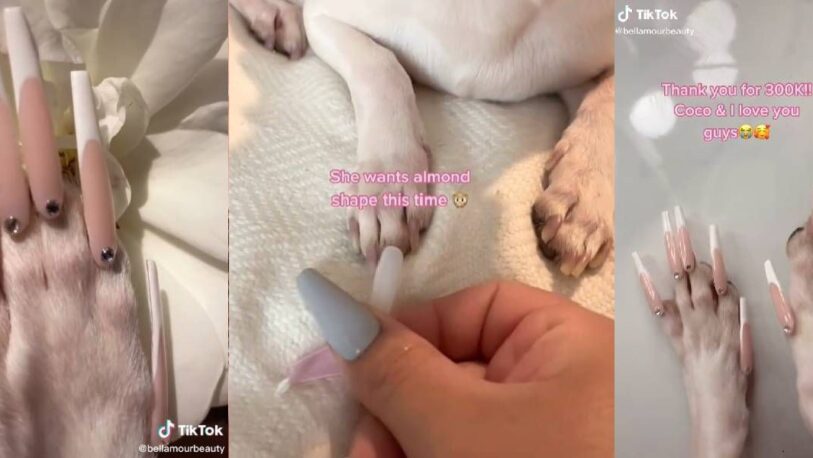Le puso uñas postizas a su perro y ahora la acusan de abuso animal