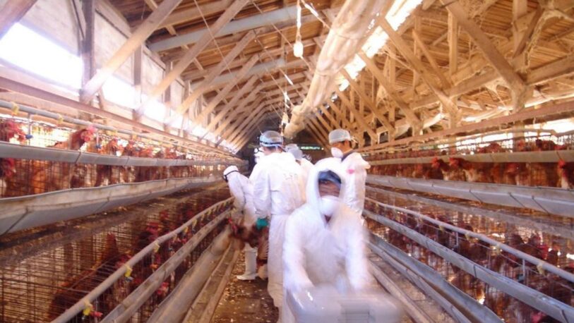 ¿La gripe aviar H5N8 podría ser la próxima pandemia?