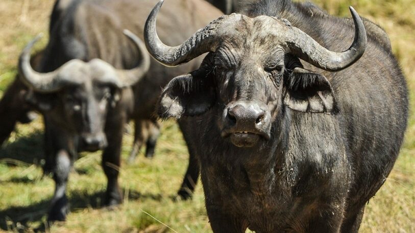 Corrientes: producción de búfalos en humedales del norte