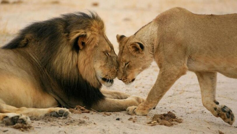 Sudáfrica busca prohibir la cría de leones para la caza