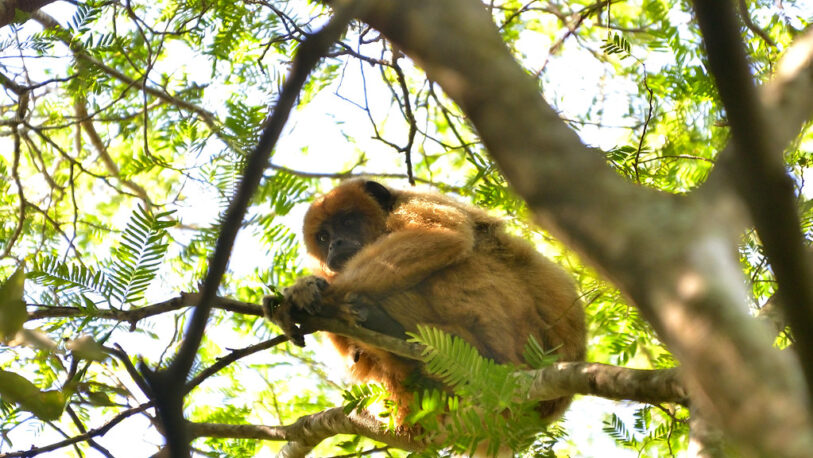 Corrientes: Piden que el mono carayá sea declarado “Monumento Natural”