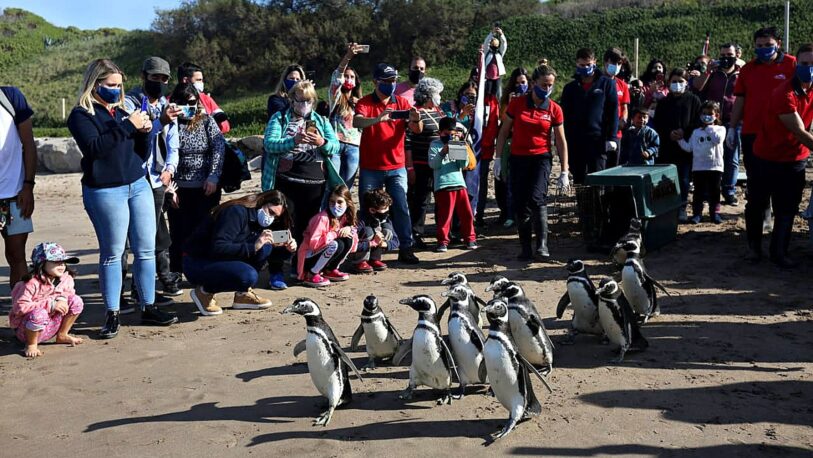 Pingüinos de Magallanes fueron rescatados y devueltos al mar