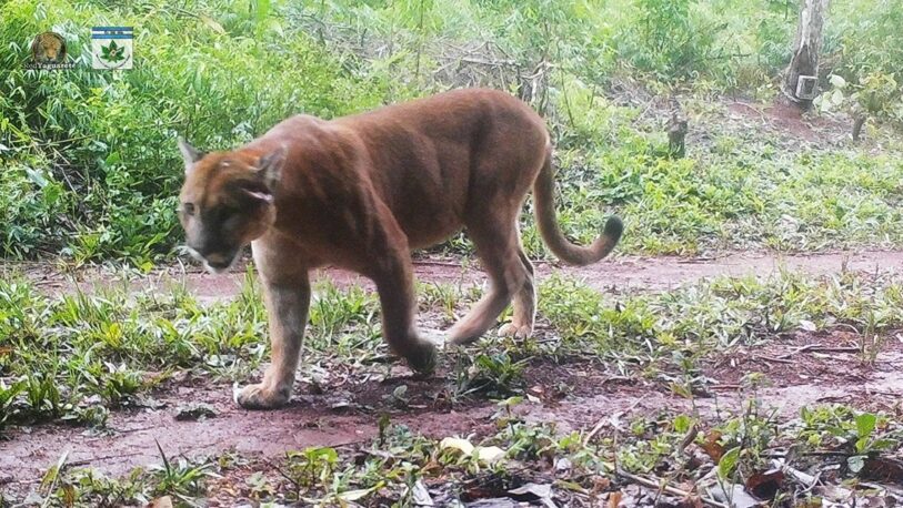 Registran a un puma en Puerto Península