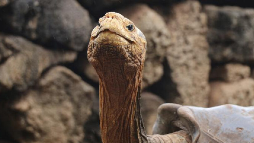 Encuentran en Ecuador una tortuga que creían extinta hace un siglo