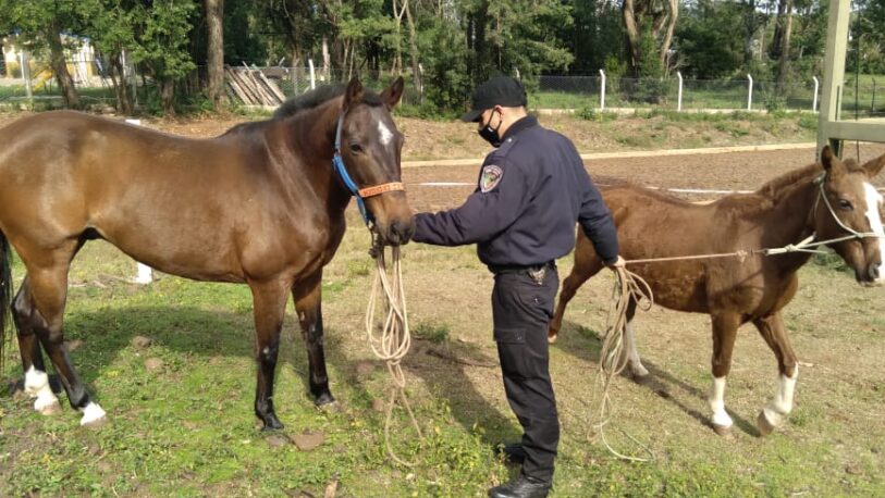 Inseguridad en las chacras: recuperaron caballos robados en Cerro Corá