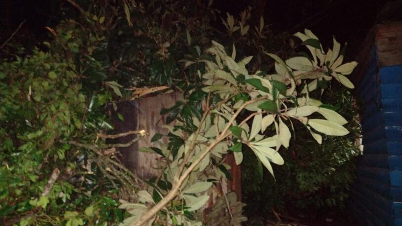 Un árbol cayó sobre dos viviendas y dejó 2 heridos en Oberá
